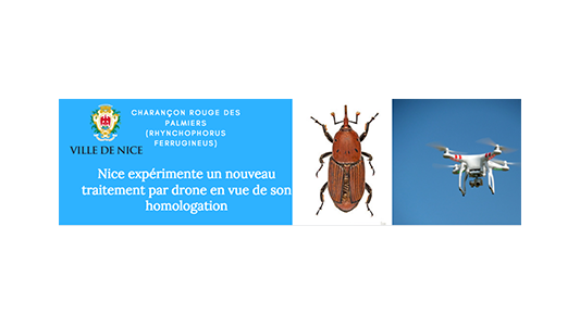 Charançon rouge des palmiers : Nice expérimente un nouveau traitement par drone en vue de son homologation