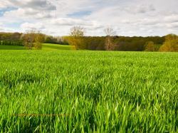 Consultation renouvellement des pâturages de SAORGE ( Fort de Marth)
