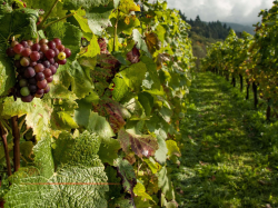 Les solutions paramétriques dans le secteur agricole : L'importance du volet préventif