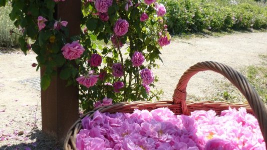 Grasse : Un actif cosmétique créé à partir de tiges de rosier