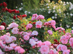 Messe Frankfurt et la Ville de Grasse s'associent pour lancer le Beautyworld Summit Grasse en mai 2027 