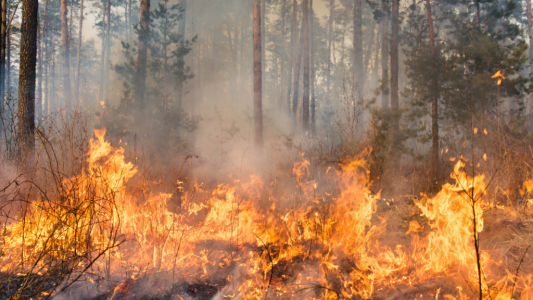 Incendies : le Crédit Agricole annonce des mesures de soutien pour les sinistrés et les secours