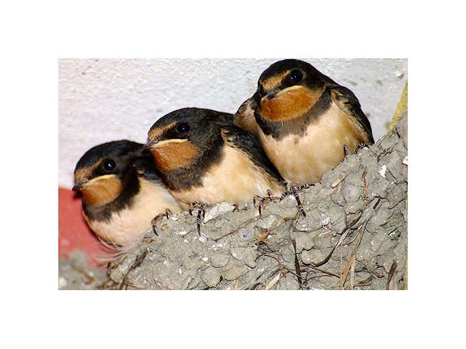 Oiseaux : la crise du (…)