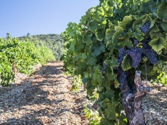 Le Centre d'Affaires Viticulture de la Caisse d'Epargne Côte d'Azur aux côtés de ses clients viticulteurs