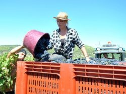 Rosé : bien mieux que le vin de l'été !