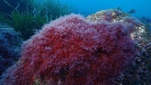 Une algue rouge invasive détectée au large de l'île de Port-Cros