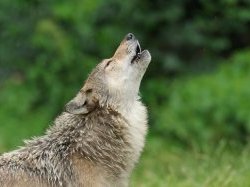  Dans le Var, une image du loup entre mythe et réalité
