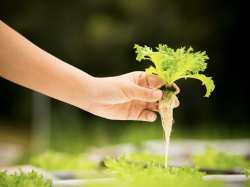 Maraîchage : Appel à candidatures pour l'exploitation d'un terrain agricole à Nice