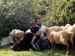 Dans la montagne d'ilonse, si les brebis ont des puces, c'est pour être mieux connectées !