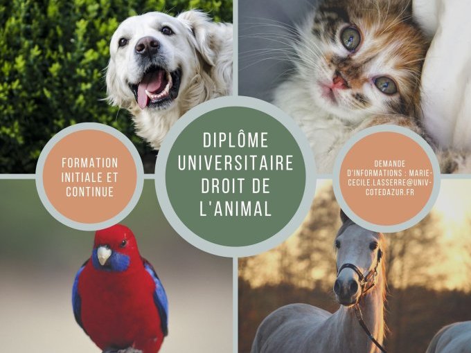 Un D.U droit de l'animal