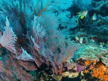 ATLASea, une aventure scientifique d'envergure pour cartographier la vie marine, à Marseille