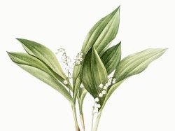 Nice : Réouverture exceptionnelle des fleuristes dès maintenant uniquement sur commande
