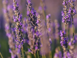  Exportation – Provence d'Antan vise la conquête de l'Ouest américain