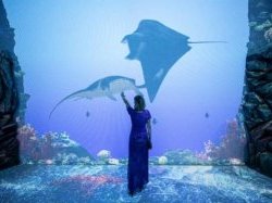 Réouverture du Musée océanographique de Monaco ce samedi 5 décembre
