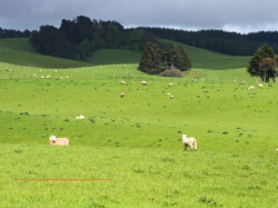 Consultation renouvellement des pâturages de SAORGE (Antouna)