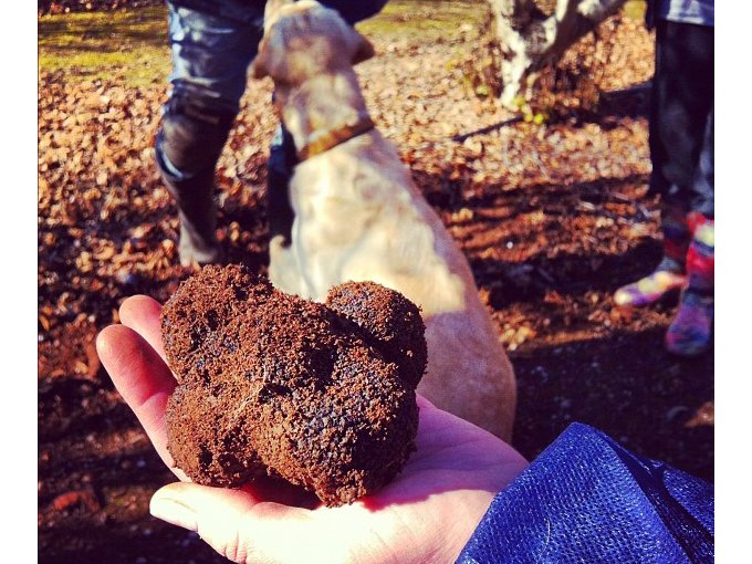 Truffes : C'est maintenant