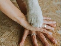 Marie-Cécile Lasserre : « Le droit de l'animal n'est pas en avance », mais les lignes bougent