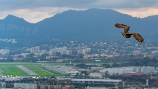 Cannes : la mairie soutient l'association Instinct AniMal – SOS Faune Sauvage avec une subvention de 1 000 euros