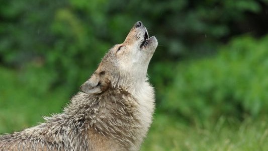  Dans le Var, une image du loup entre mythe et réalité