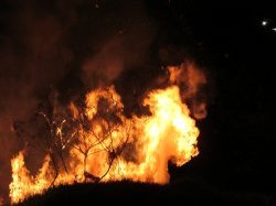 Incendie dans le Var : Loïc Dombreval demande un bilan des dégâts sur la faune et la biodiversité