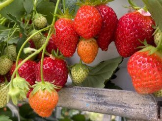 Fête de la fraise à Carros : un succès populaire qui fait le plein de saveurs