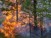 Incendies en Gironde et dans les Landes : l'État prend en charge à 100 % l'activité partielle des TPE et PME évacuées
