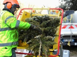 Où déposer son sapin dans les Alpes-Maritimes ?