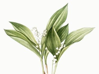 Nice : Réouverture exceptionnelle des fleuristes dès maintenant uniquement sur commande