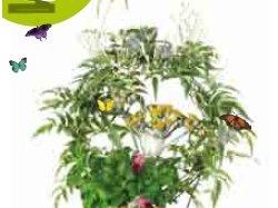 Mouans-Sartoux : Cinq plantes dans tous les sens...