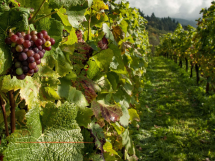 Les solutions paramétriques dans le secteur agricole : L'importance du volet préventif