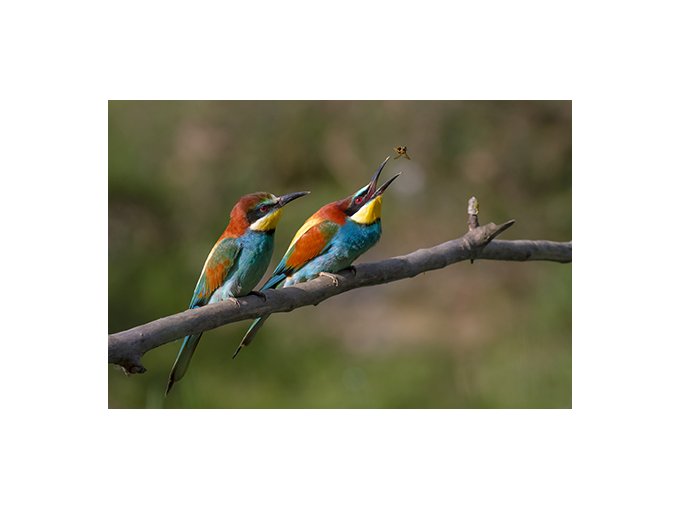 Oiseaux migrateurs : (…)