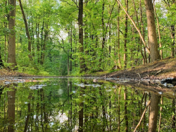 Europe : Le droit pénal pour mieux protéger l'environnement