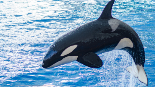Avenir des cétacés de Marineland : une décision attendue d'ici fin mars