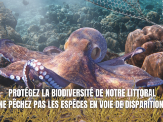 Cannes sensibilise à la protection du poulpe en Méditerranée