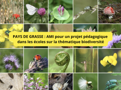 Grasse : Appel à manifestation d'intérêt (AMI) pour un projet pédagogique à déployer dans les écoles sur la thématique biodiversité