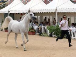 MENTON – 23e édition du Championnat de Pur Sang Arabes de la Méditerranée