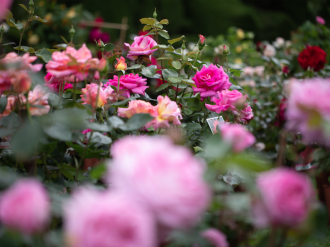 13e Fête des Roses de la Villa Ephrussi : L'occasion d'explorer les Jardins remarquables et plus encore !