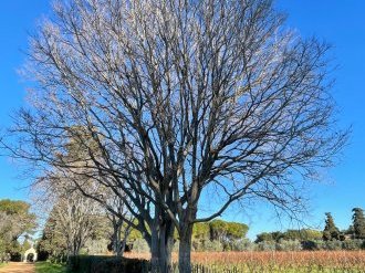 L'Agglomération Cannes Lérins va accompagner l'île Saint-Honorat pour la rénovation de son système d'assainissement