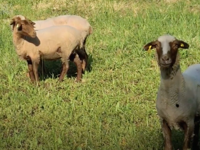 Trois moutons mourerous