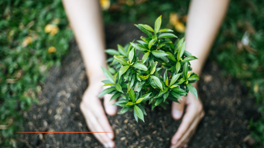 Nice : Plantation d'un arbre en mémoire d'Ilan Halimi