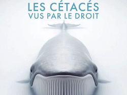 Colloque multidisciplinaire : "Les cétacés vus par le droit", le 23 mai à la faculté de Droit