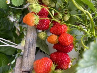 Fête de la fraise à Carros : un succès populaire qui fait le plein de saveurs