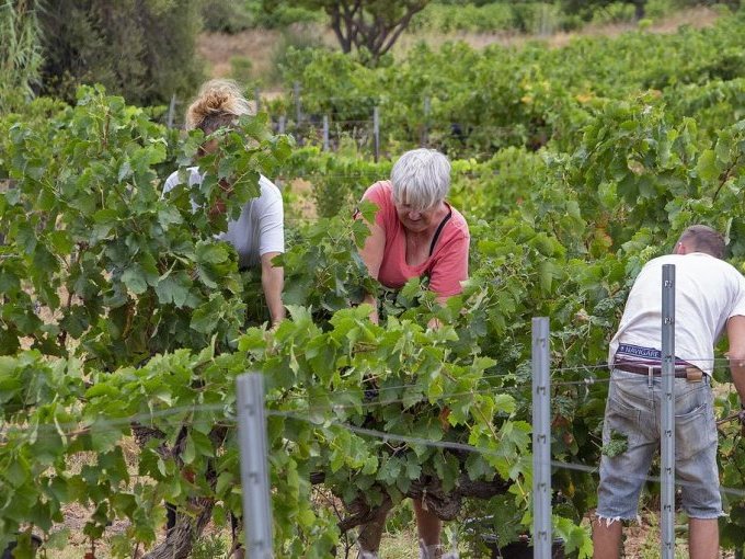Vendanges 2023, un millés