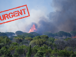 Incendies en PACA : la Fondation du patrimoine lance une collecte pour restaurer les forêts sinistrées