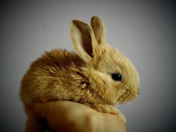 Visio ADDA : " La constitutionnalisation du droit de l'animal "