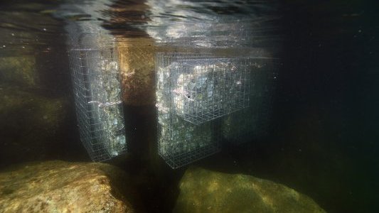 Biodiversité : Trente nouvelles nurseries à poissons installées dans les ports cannois