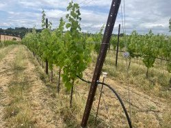 Projet transfrontalier INN-PRATICA : Des experts du Var et de la Corse en Toscane pour un colloque sur l'agriculture du futur