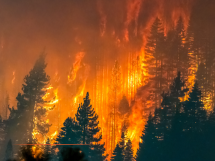 Incendies en Gironde, dans les Landes et le Var : entrée en vigueur de l'aide exceptionnelle pour les TPE-PME