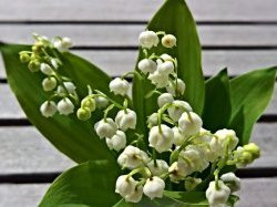 Cannes : Plus de 20 000 € de muguet commandés en vue d'une livraison le 1er mai dans les Ehpad