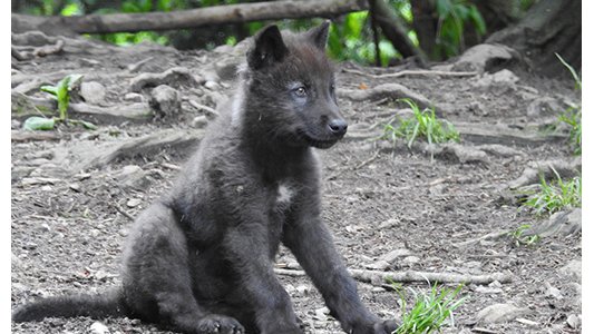 Le Boréon : un p'tit loup déjà costaud 